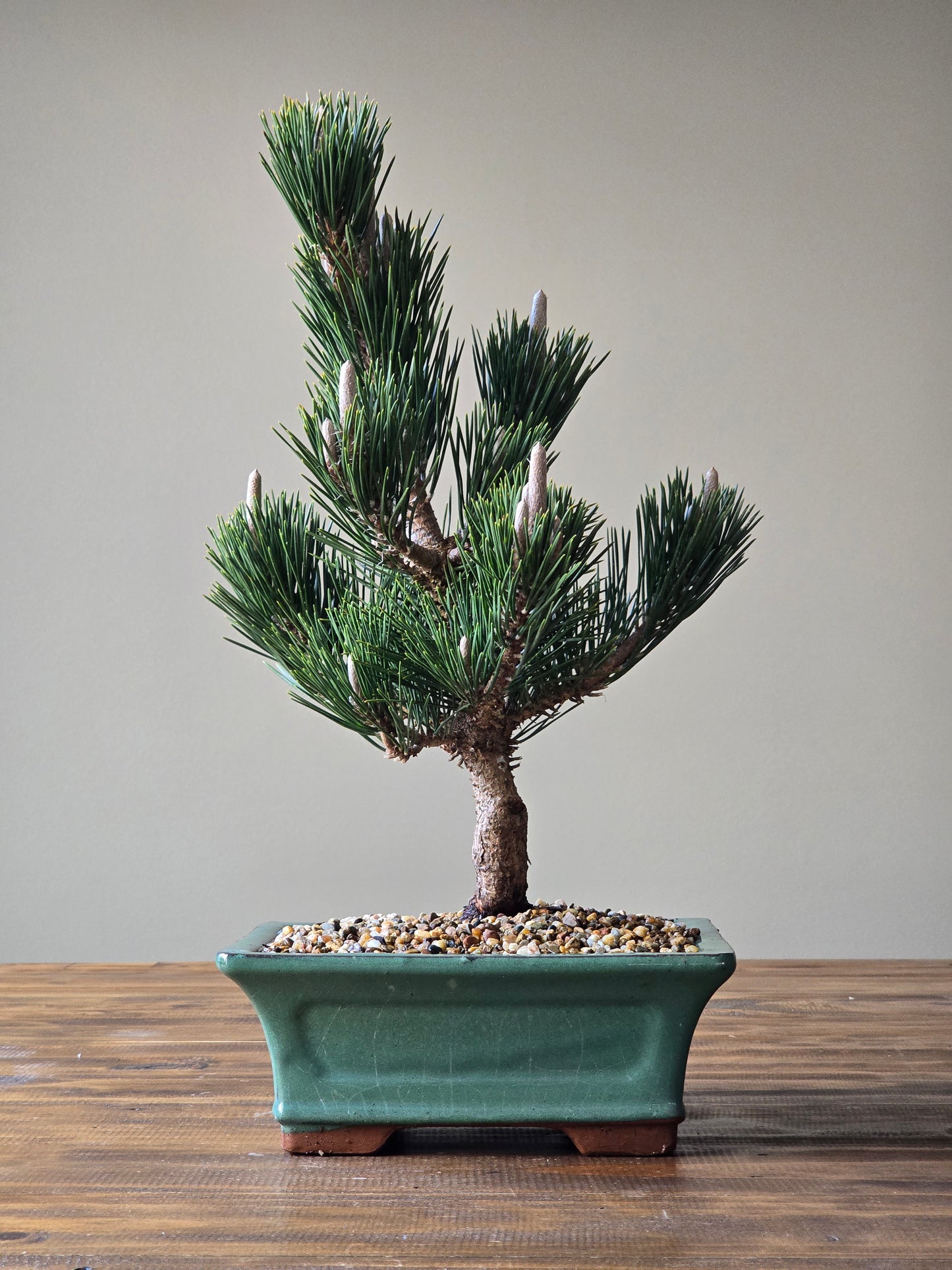 Japanese Black Pine - Kotobuki #01