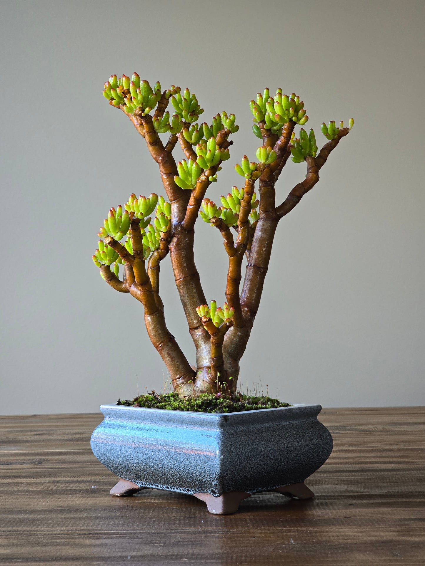 Crassula Ladies Fingers Bonsai