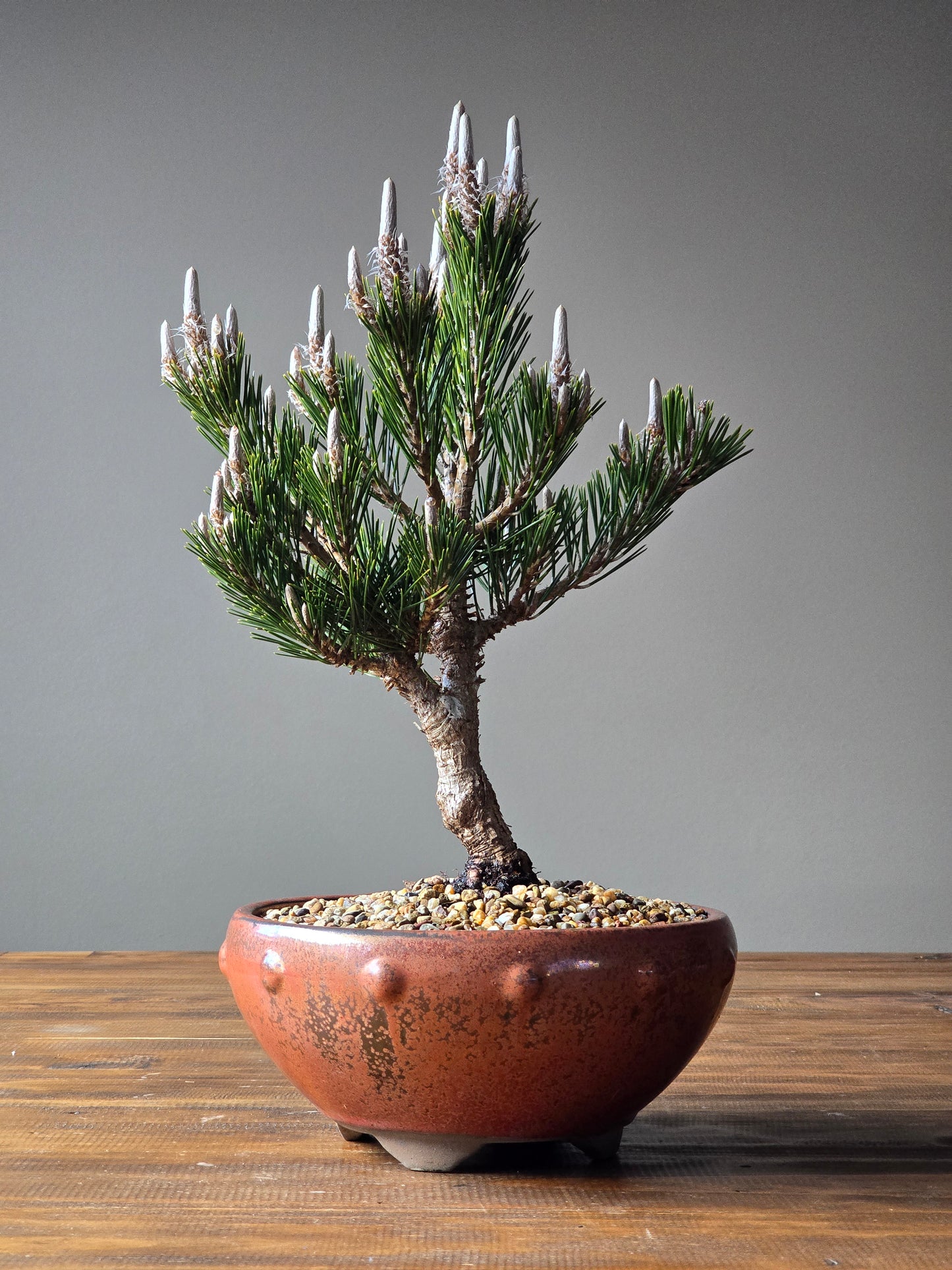 Japanese Black Pine - Kotobuki #02