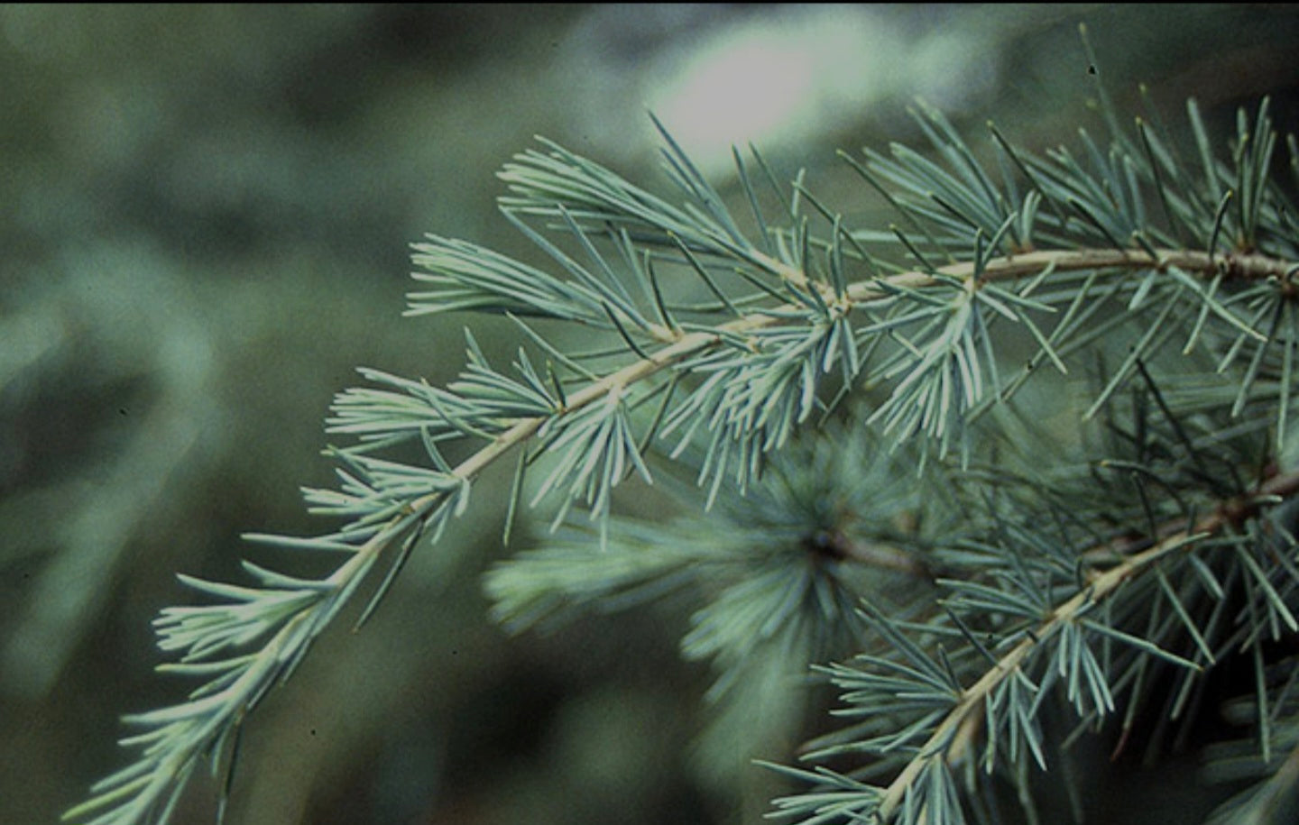 Cedrus Deodara Bonsai Starter