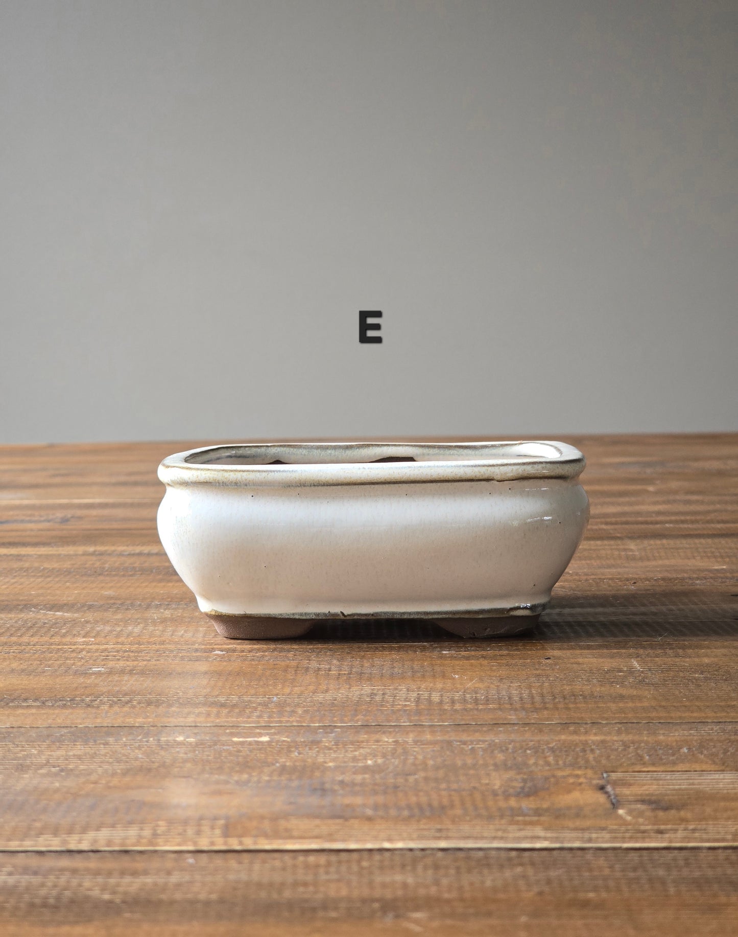 Japanese Maple Bonsai Starter