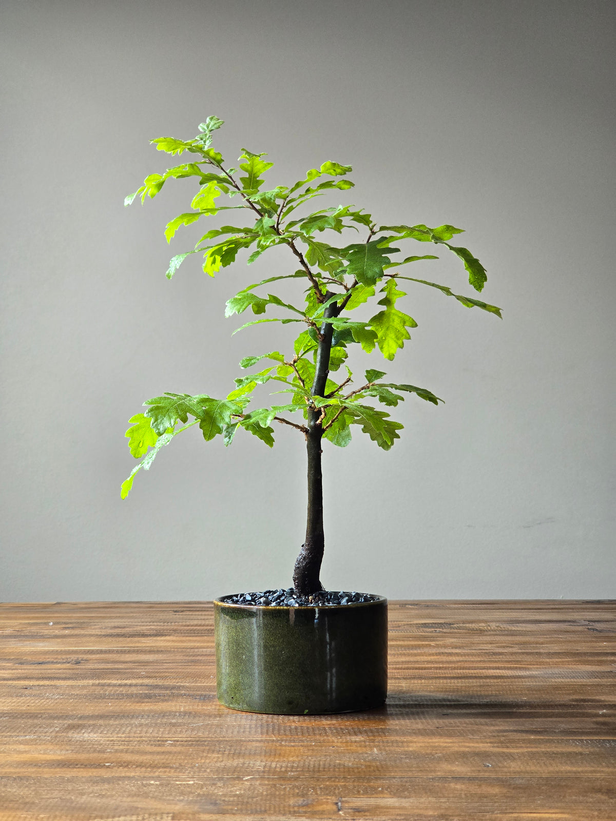 English Oak Bonsai