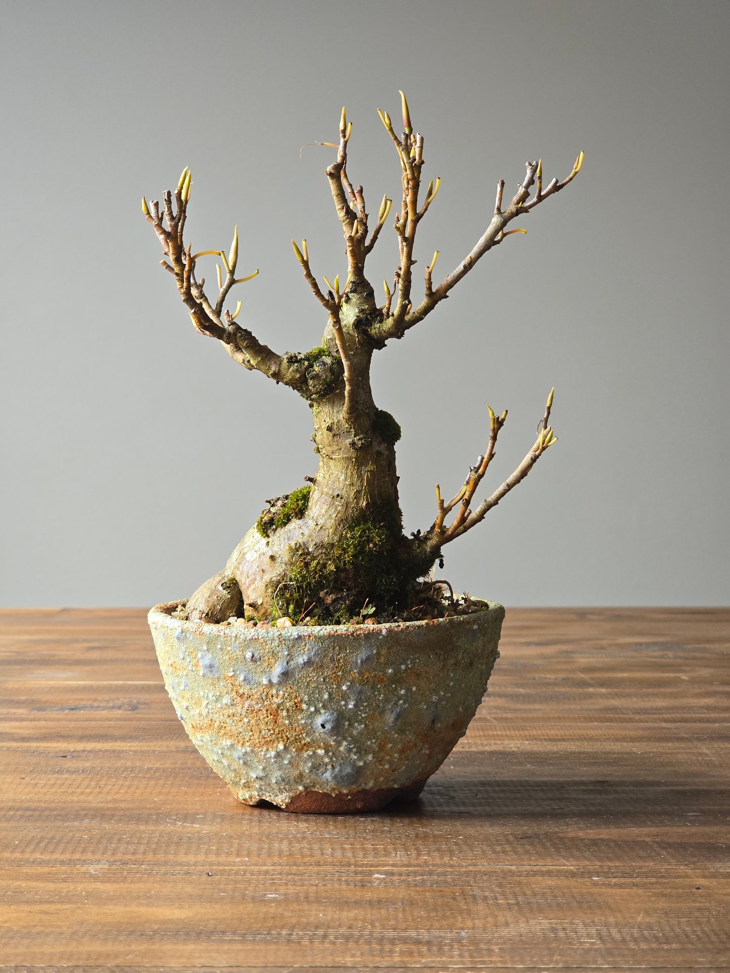 Advanced Ficus Rubiginosa (Port Jackson Fig) Bonsai in handmade pot