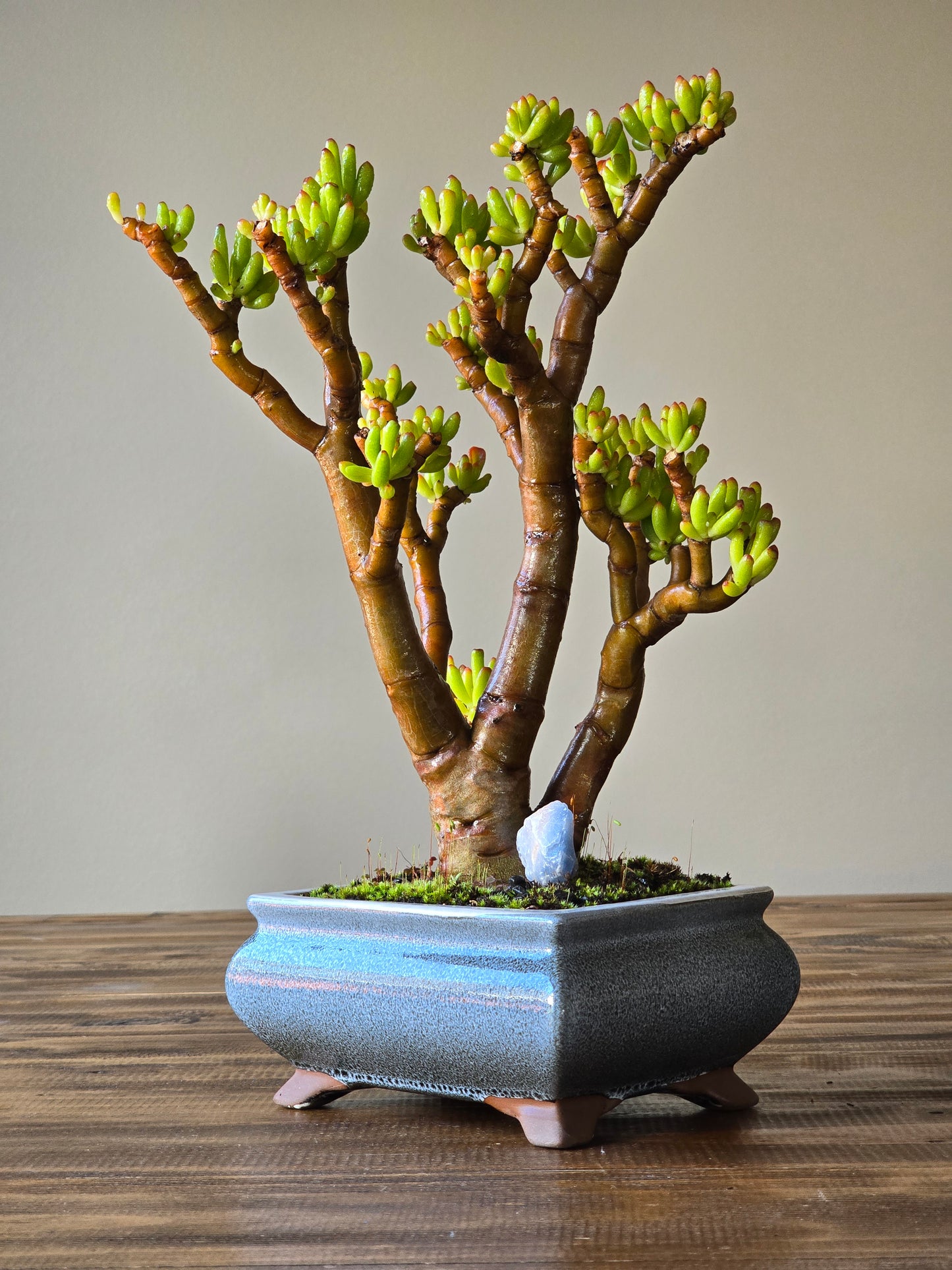 Crassula Ladies Fingers Bonsai