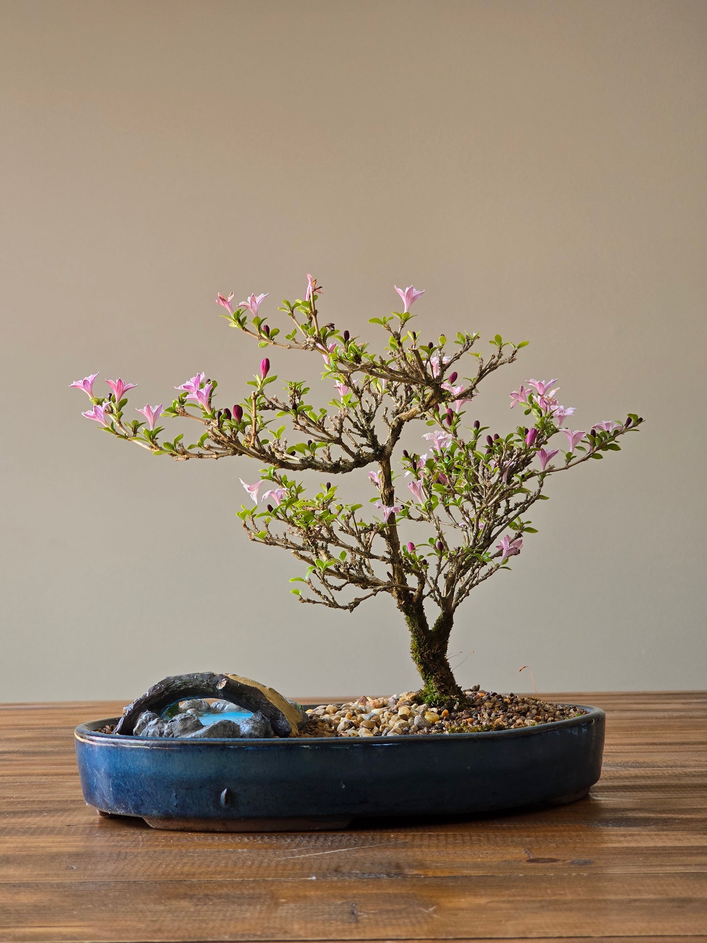 Serissa Bonsai with figurine