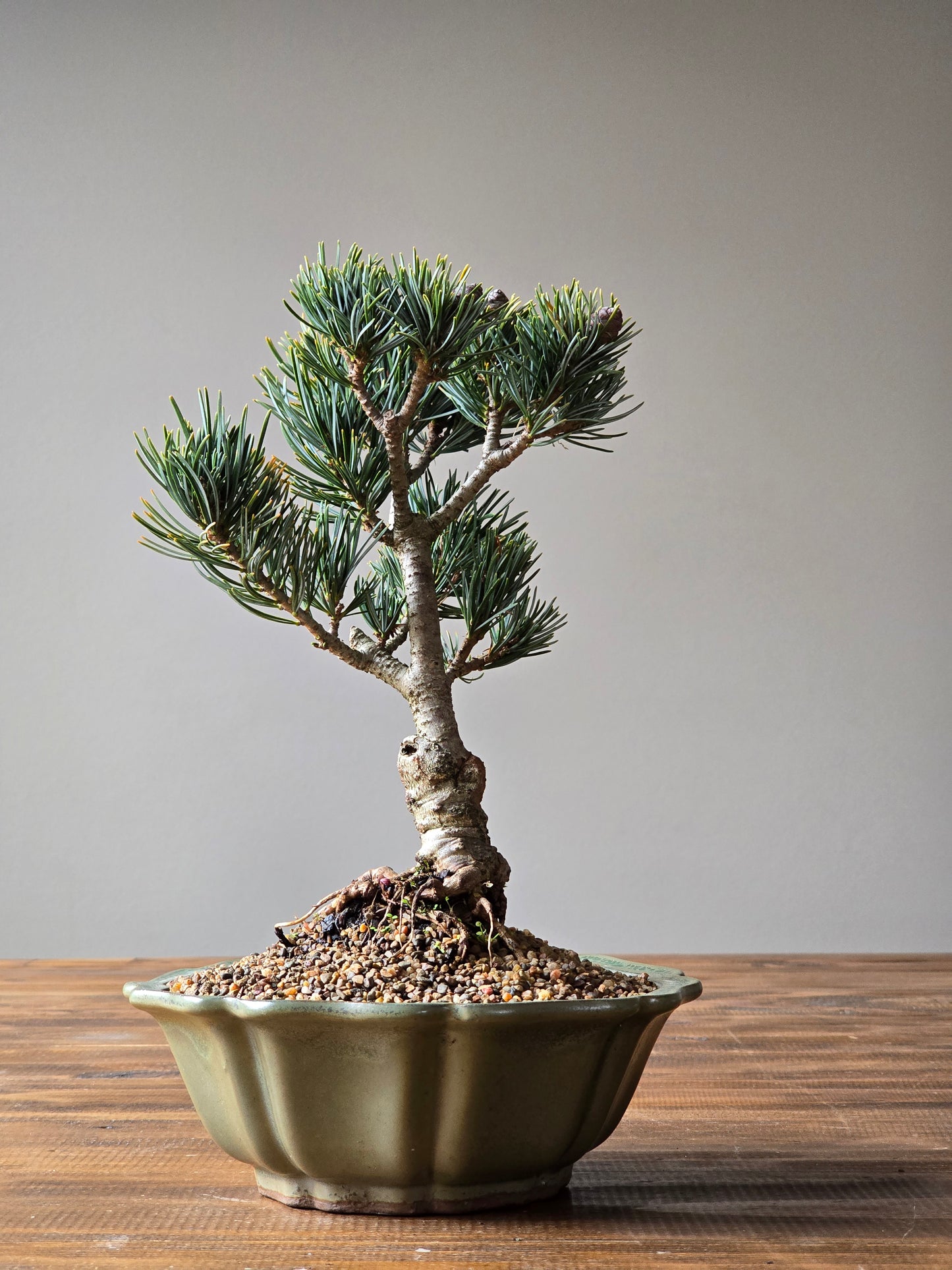 Japanese White Pine - FUKAI