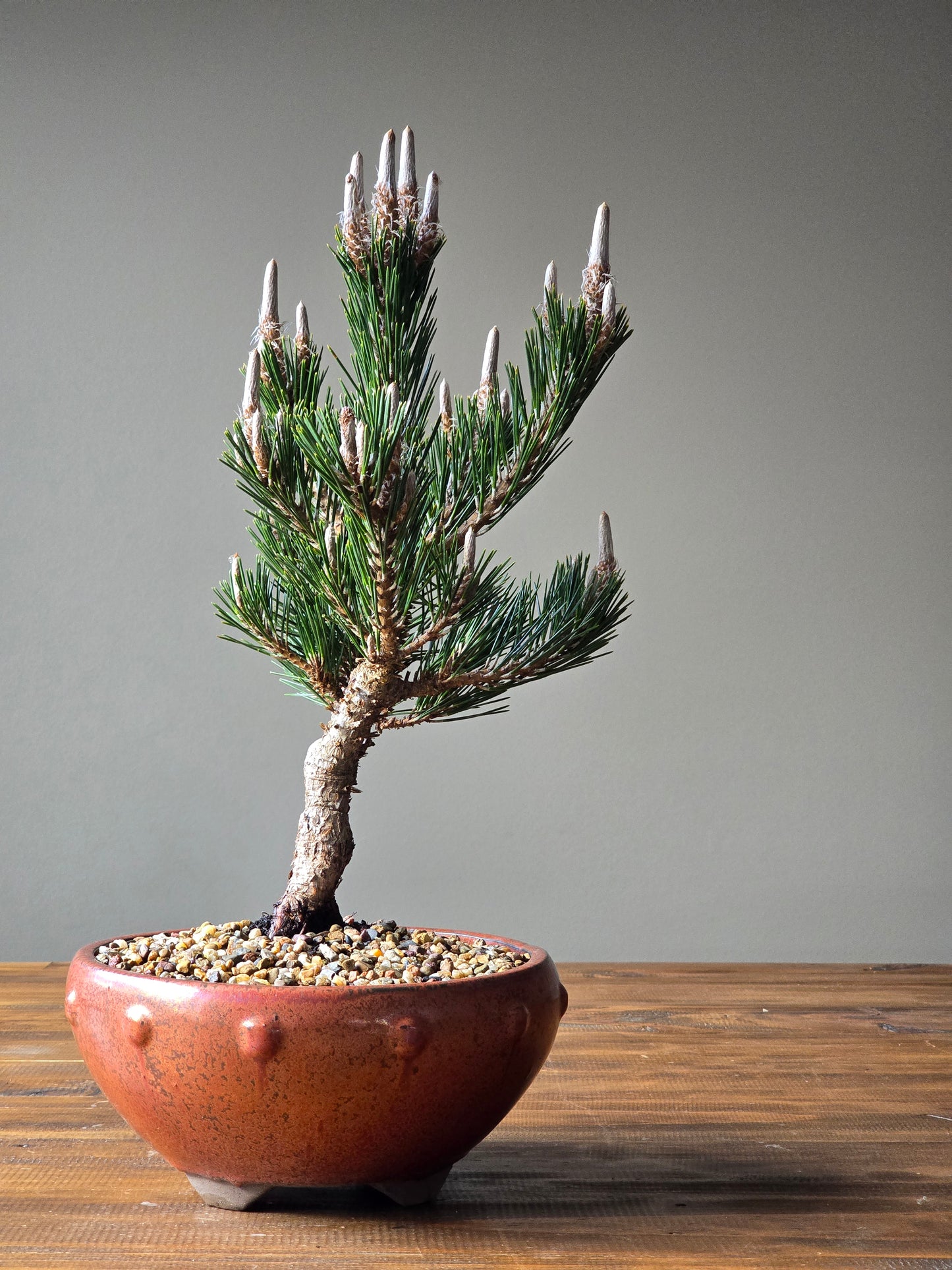 Japanese Black Pine - Kotobuki #02