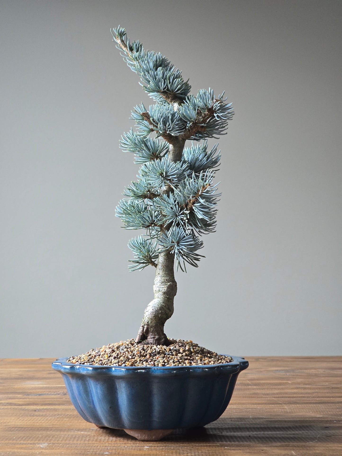 Atlantic Blue Cedar Bonsai
