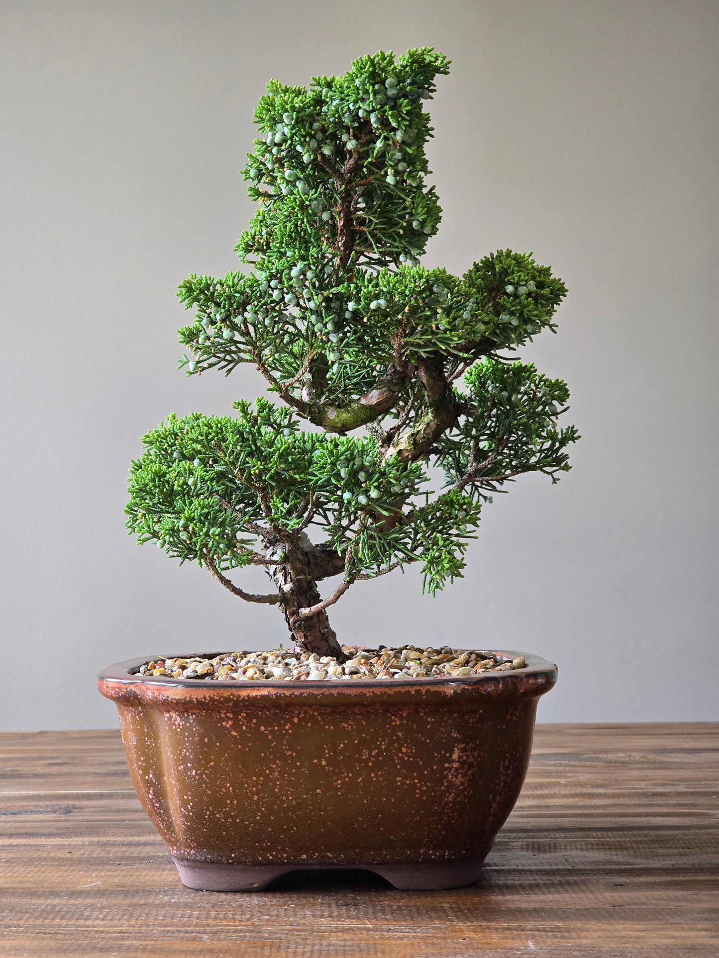 Shimpaku Juniper Bonsai PICKUP ONLY
