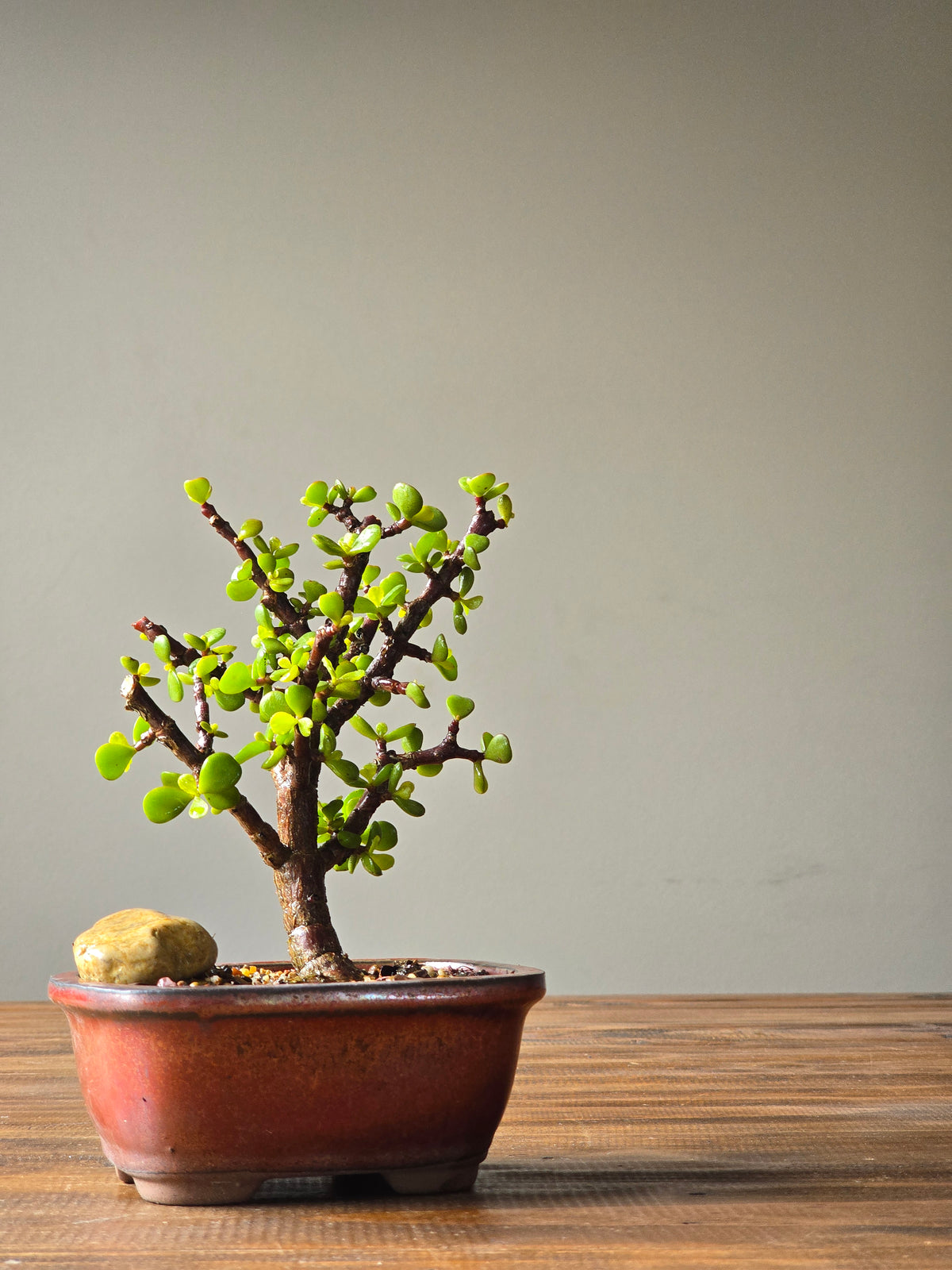 Jade Money Plant Bonsai