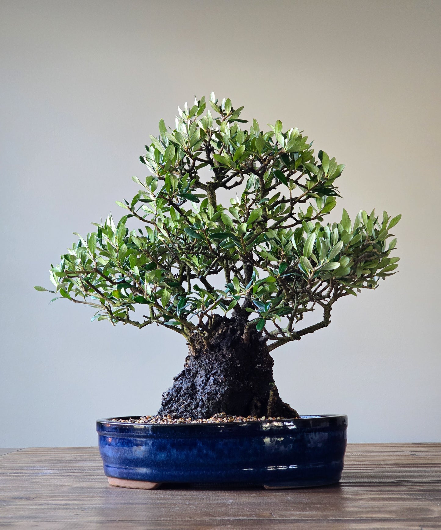 Olive Bonsai (Lay-by available)