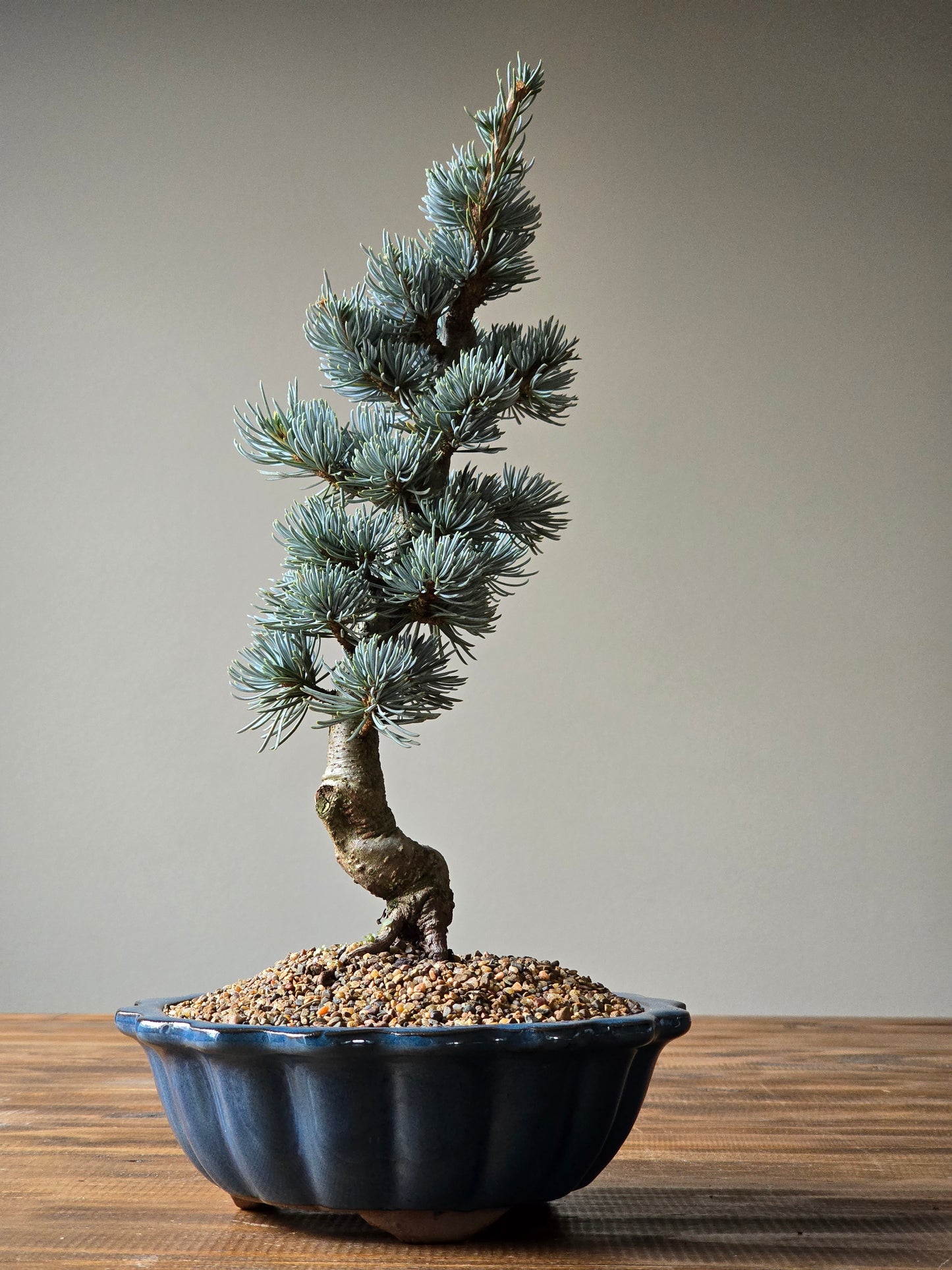 Atlantic Blue Cedar Bonsai