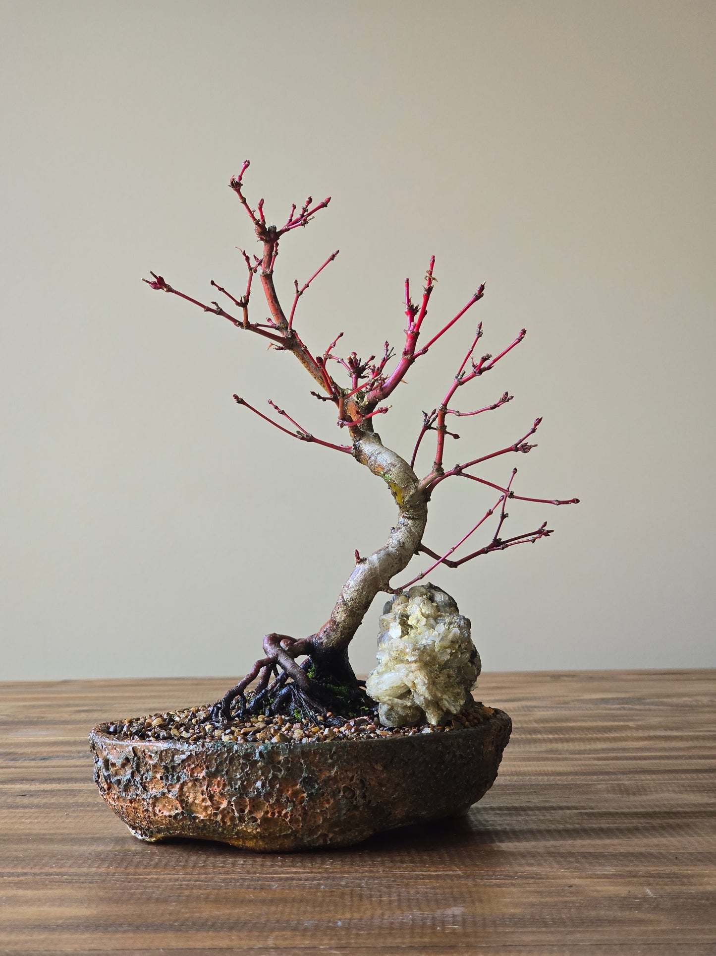 Coral Bark Japanese Maple with handmade pot