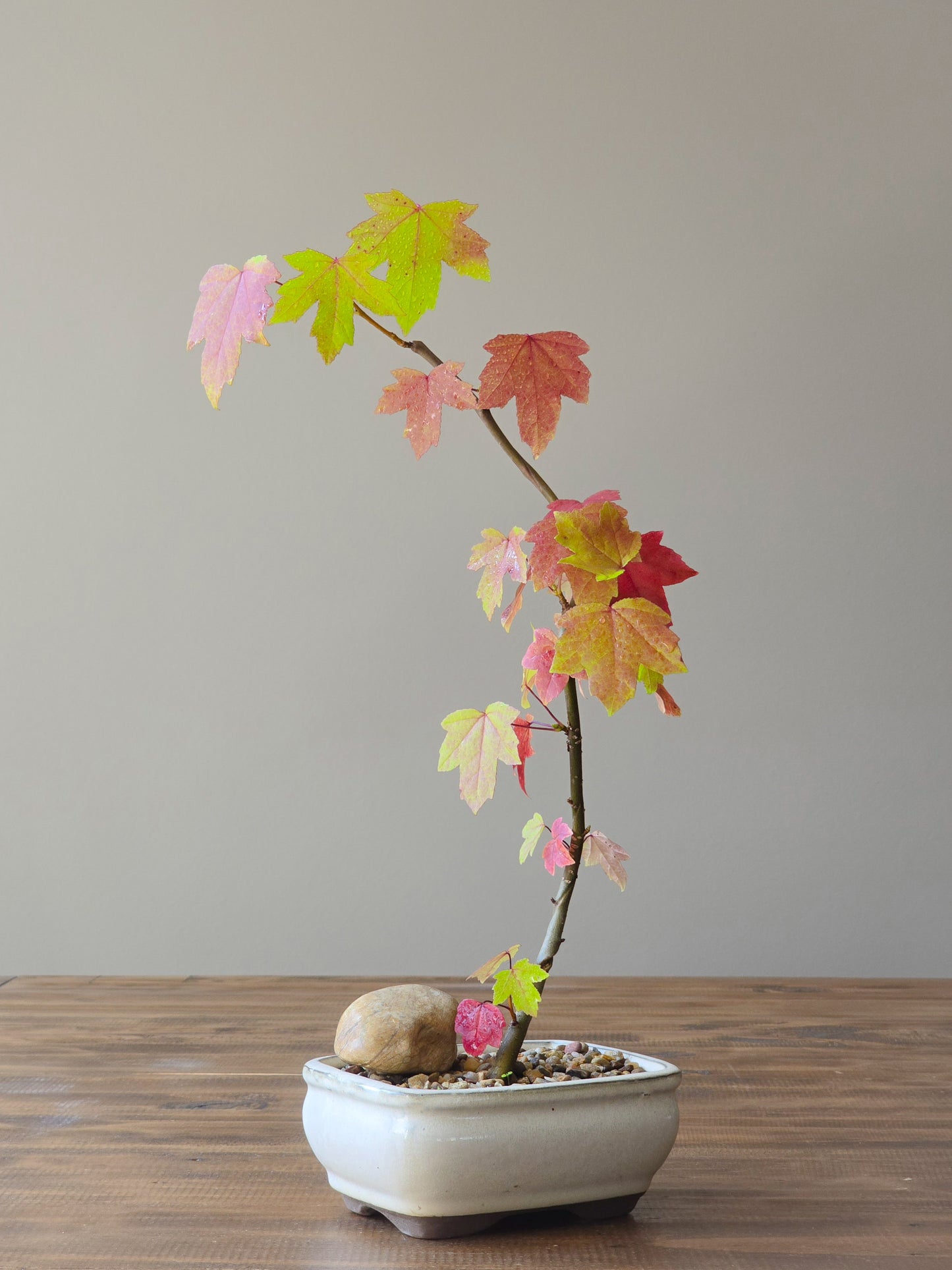 American Sweetgum Bonsai