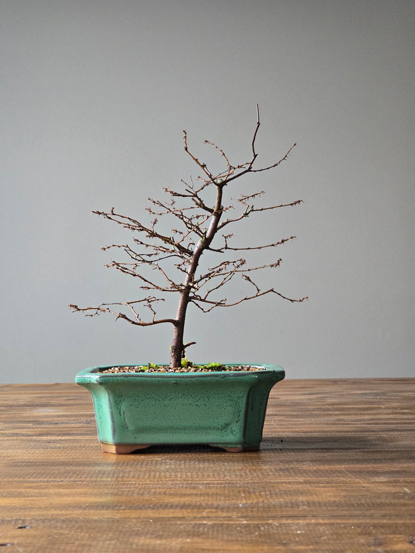 Japanese Elm Bonsai #02