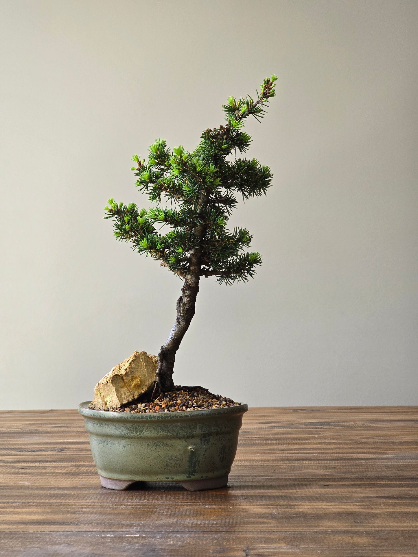 Cedrus Libani (Kenwith) Bonsai