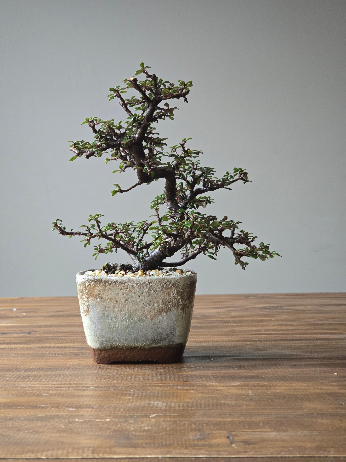 Cotoneaster Bonsai with handmade pot