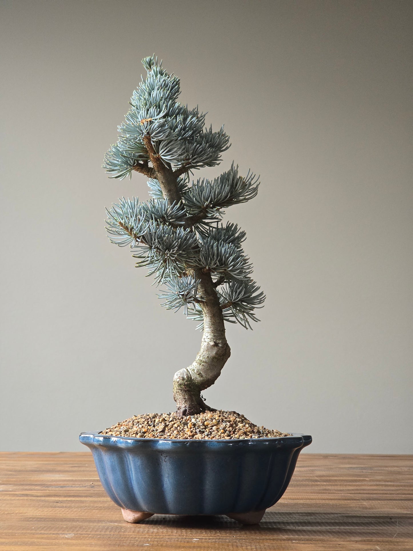 Atlantic Blue Cedar Bonsai