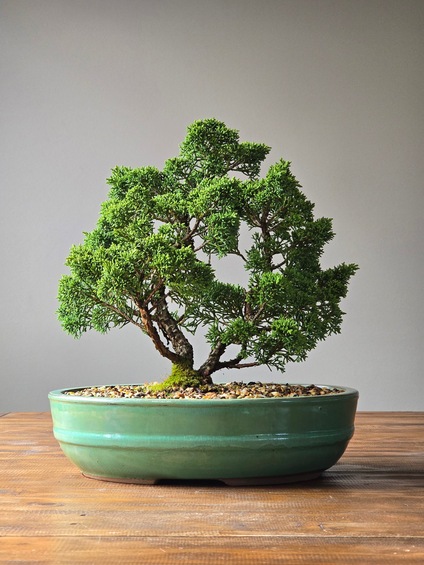 Advanced Twin Trunk Shimpaku Juniper Bonsai (PICKUP ONLY)