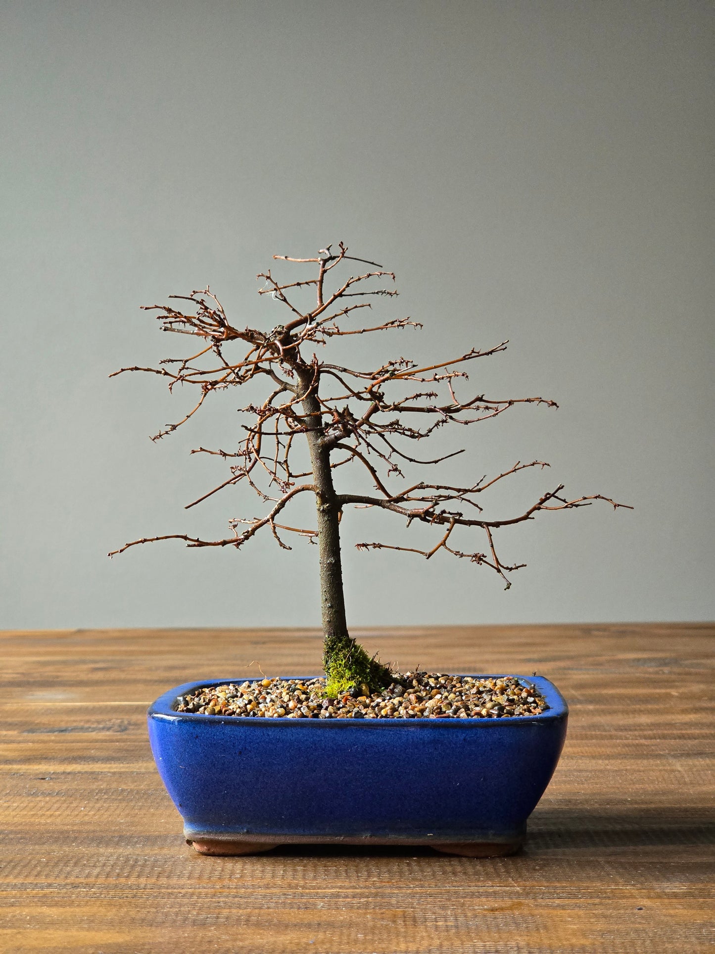 Japanese Elm Bonsai
