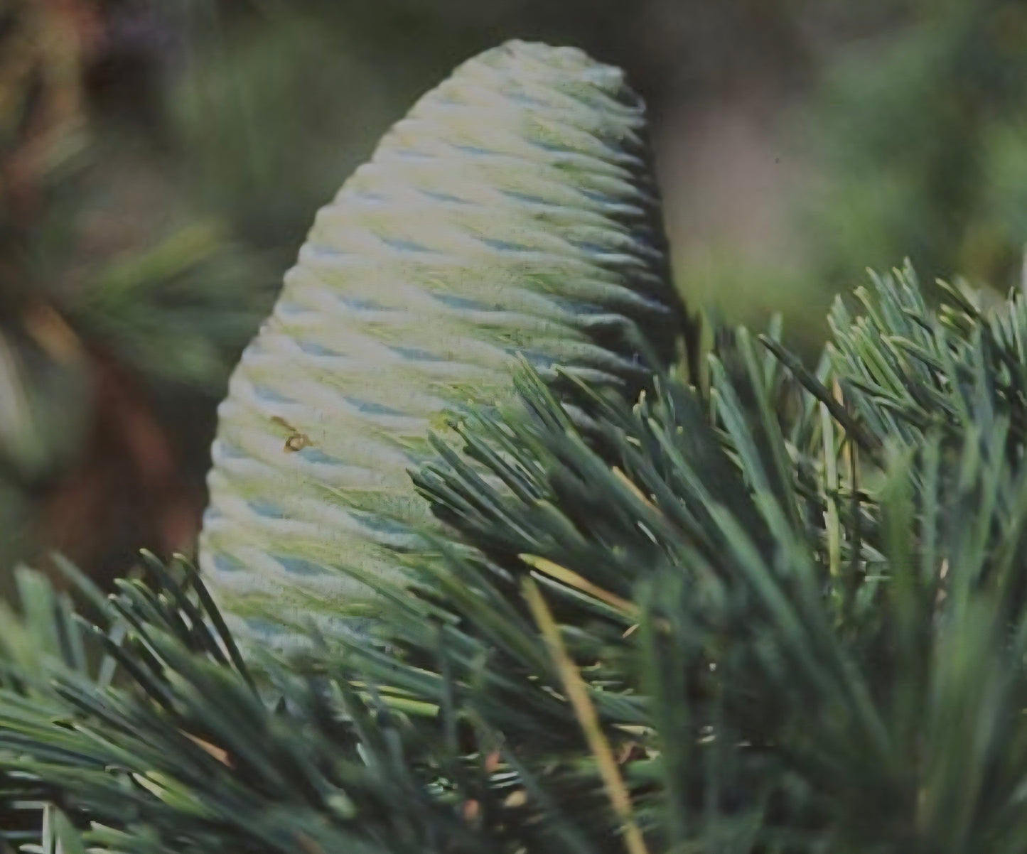 Cedrus Deodara Bonsai Starter