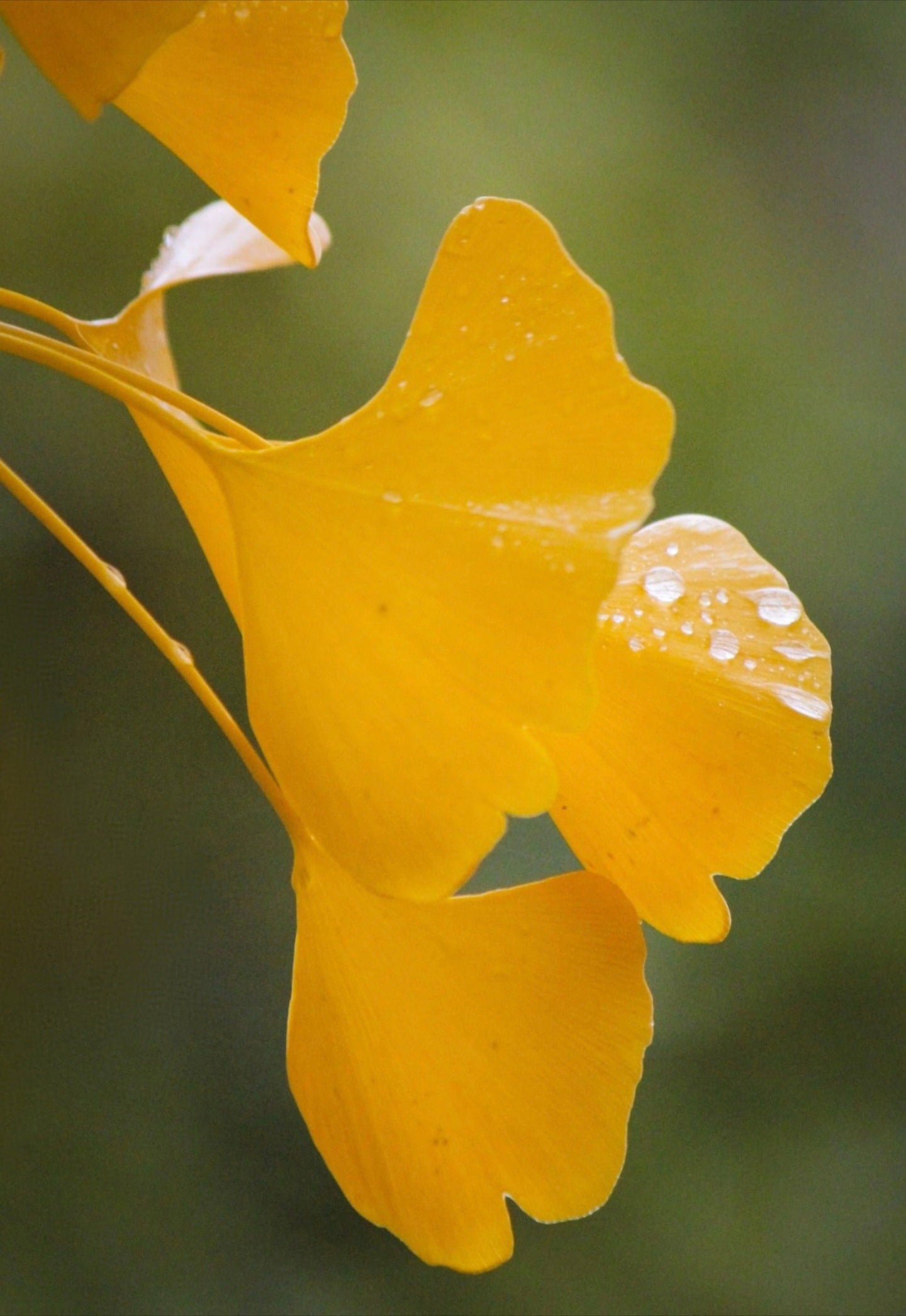 Gingko Biloba Autumn Gold
