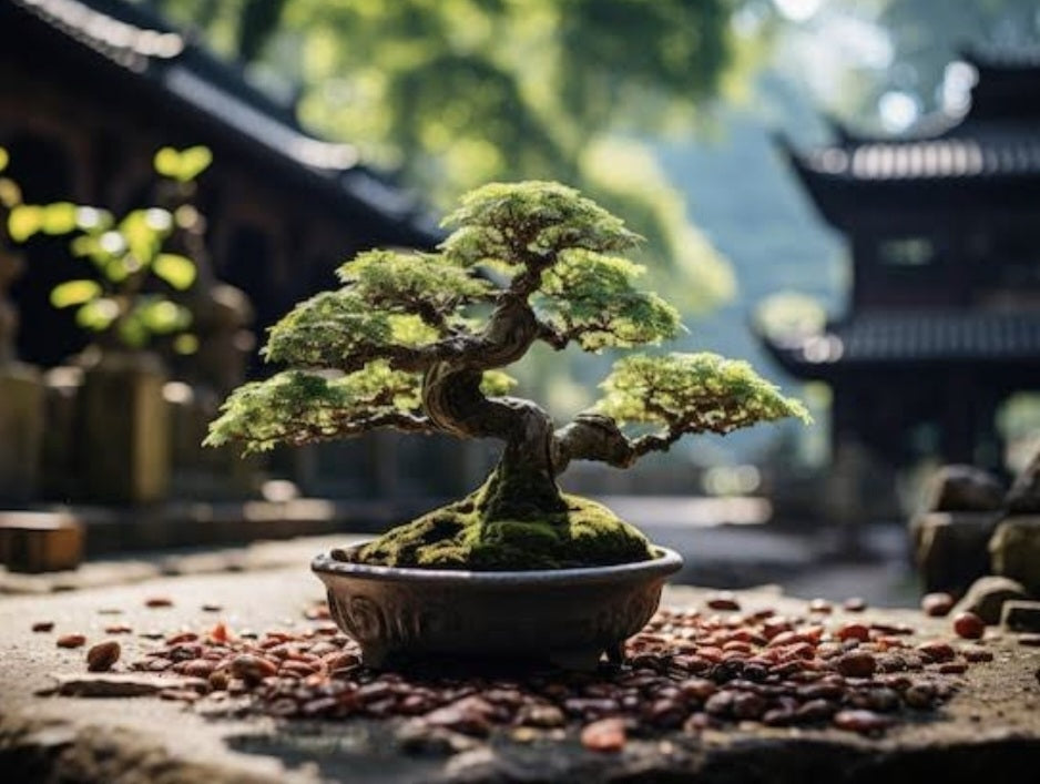 Collections – B for Bonsai
