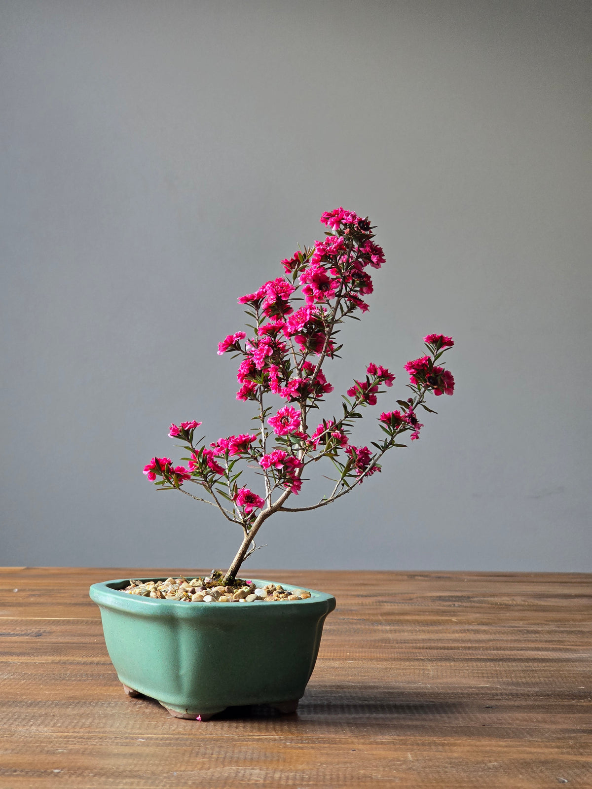 Tea Tree- Burgundy Queen