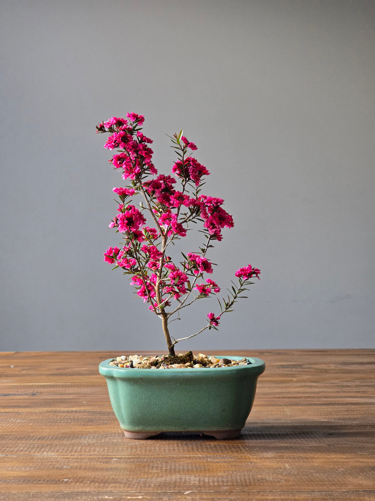 Tea Tree- Burgundy Queen