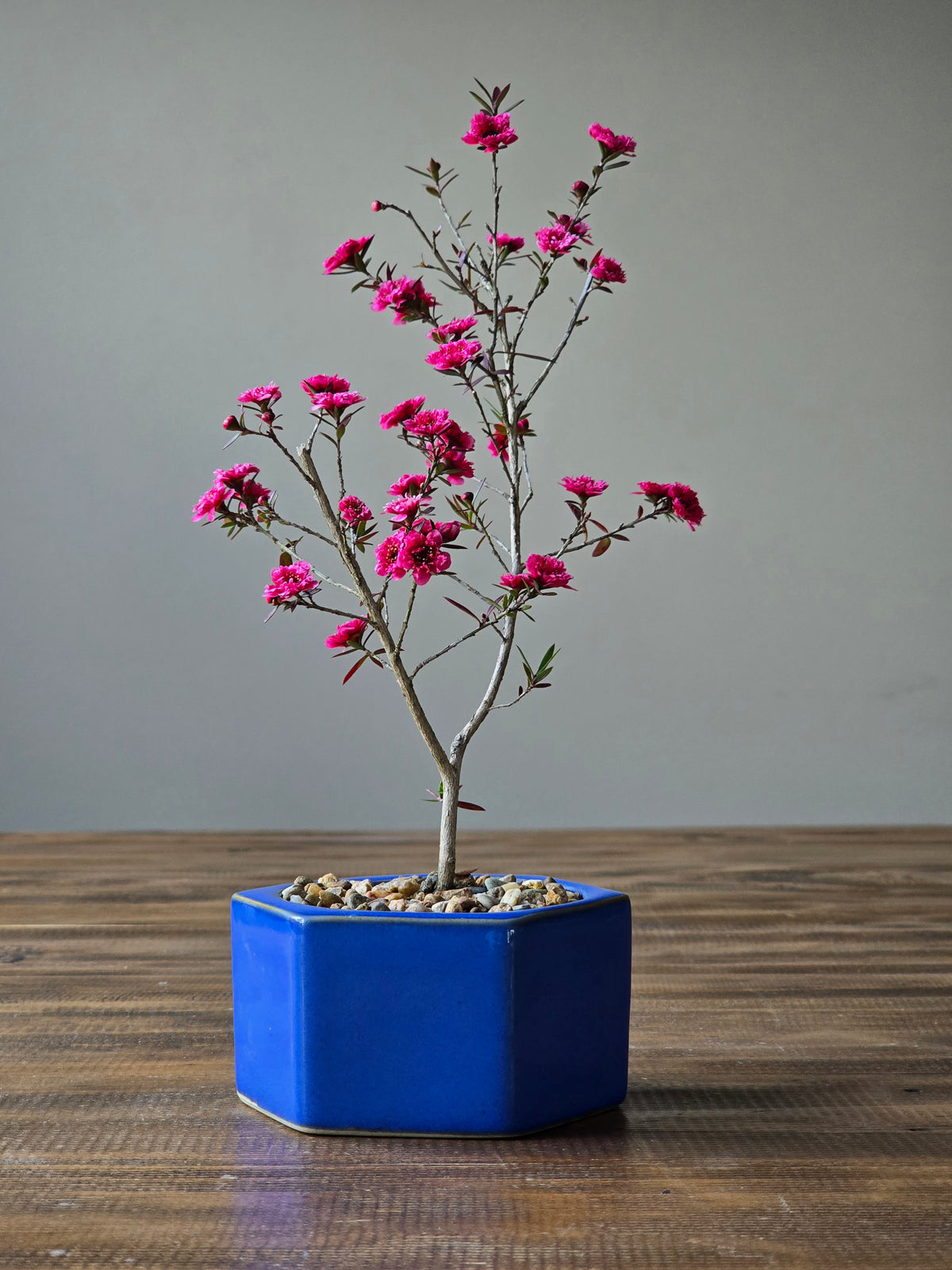 Tea Tree- Burgundy Queen