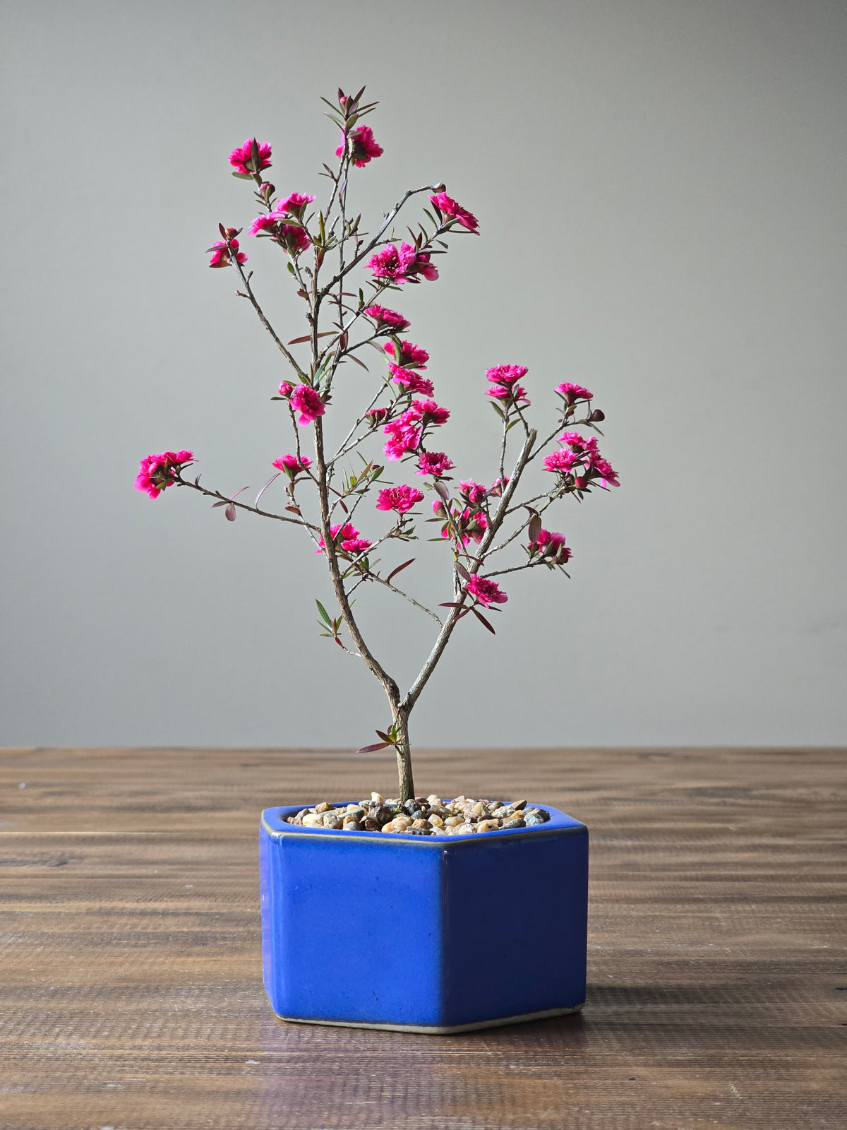 Tea Tree- Burgundy Queen