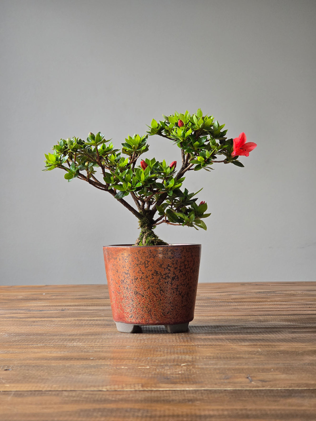 Kurume Azalea Bonsai