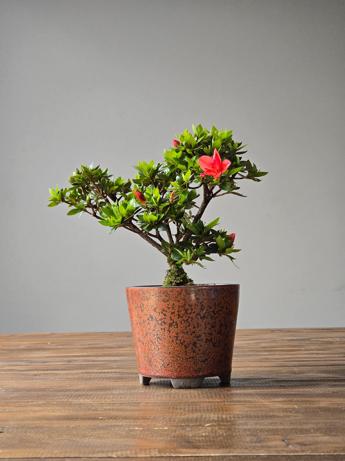 Kurume Azalea Bonsai