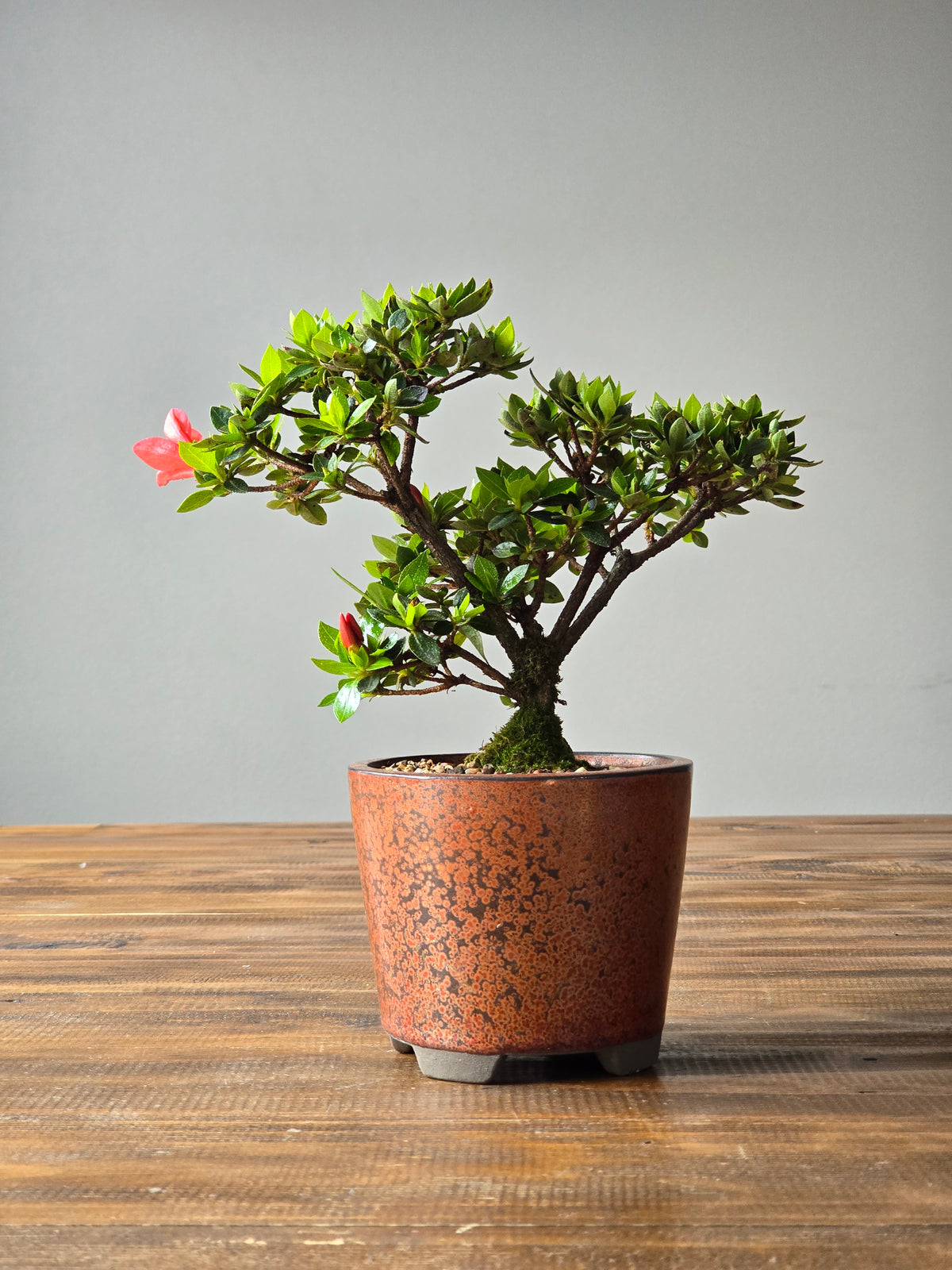 Kurume Azalea Bonsai