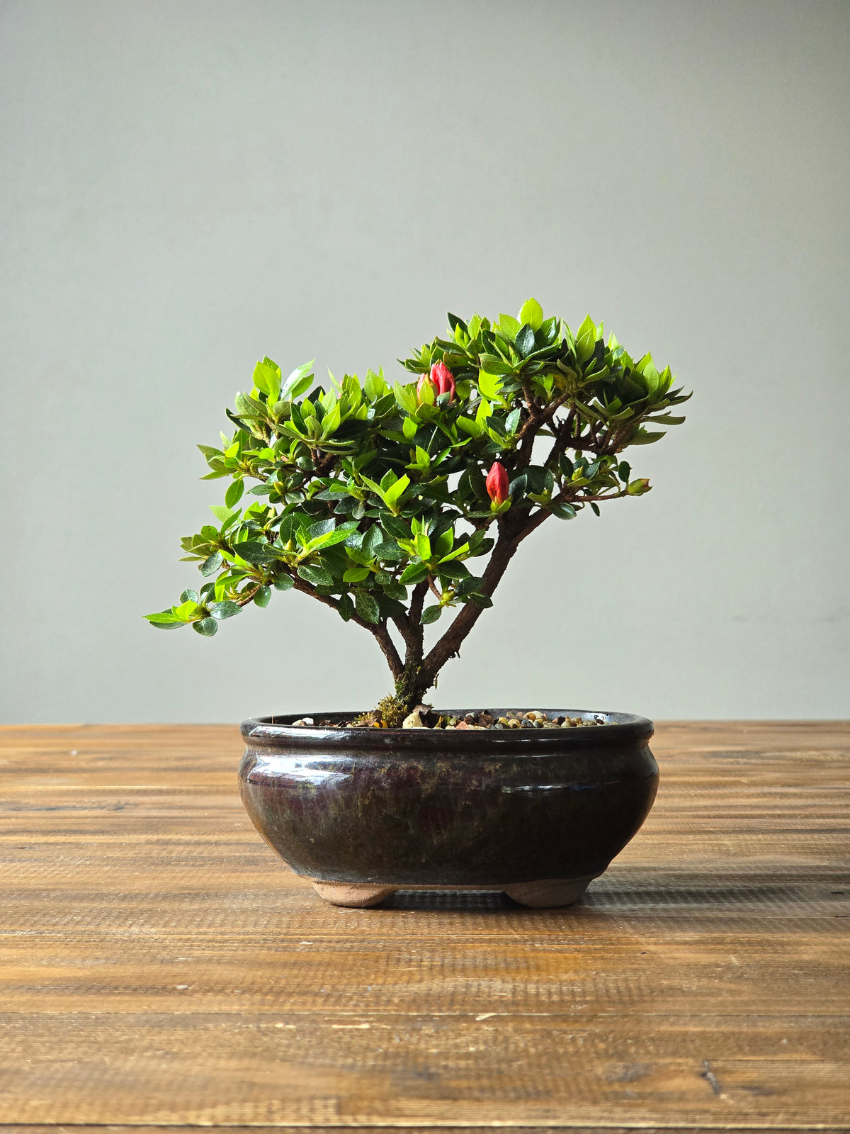 Kurume Azalea Bonsai
