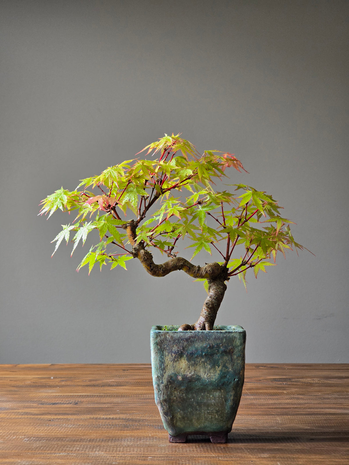 Semi Cascade Coral Bark Japanese Maple with handmade pot