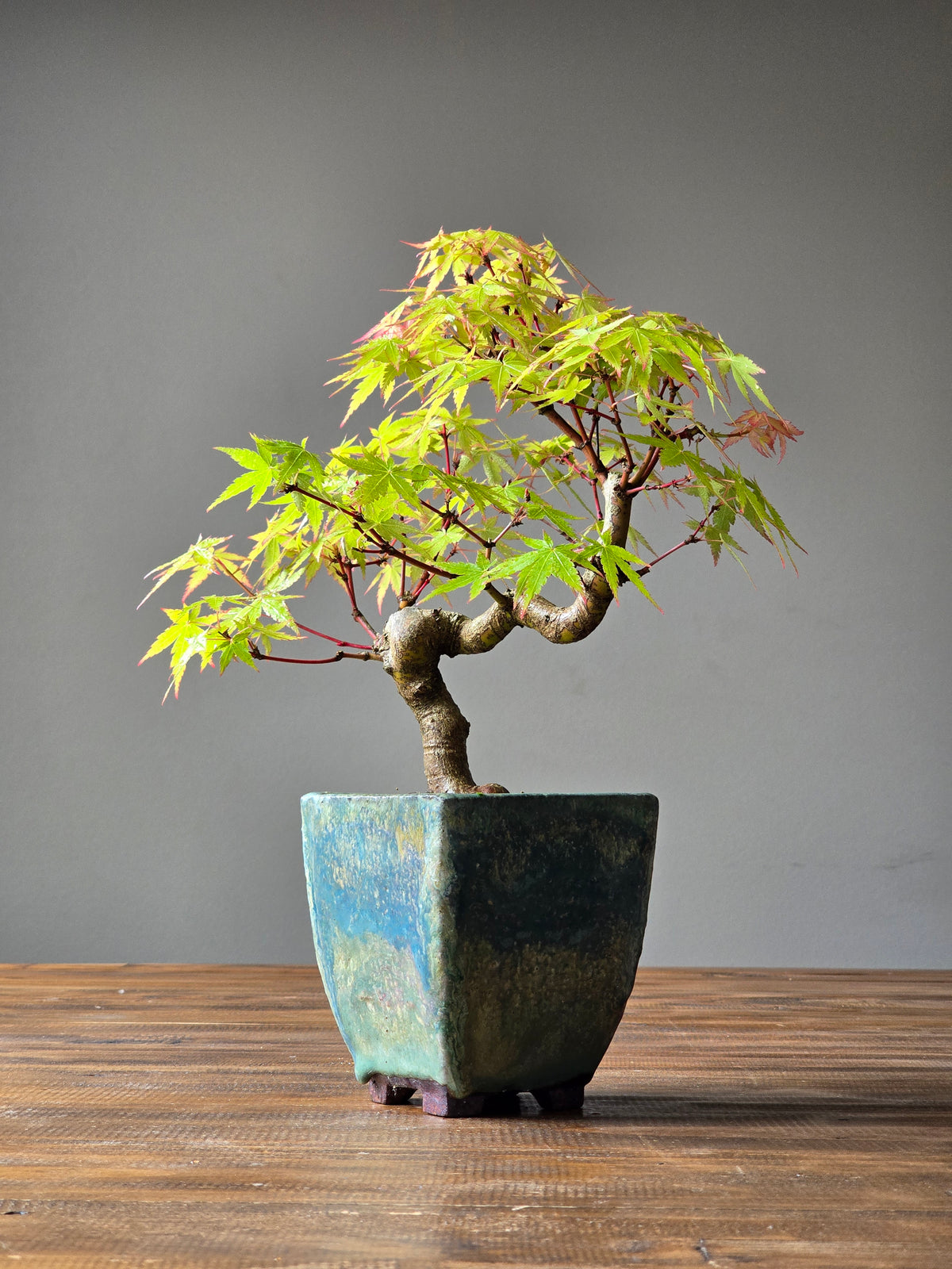 Semi Cascade Coral Bark Japanese Maple with handmade pot