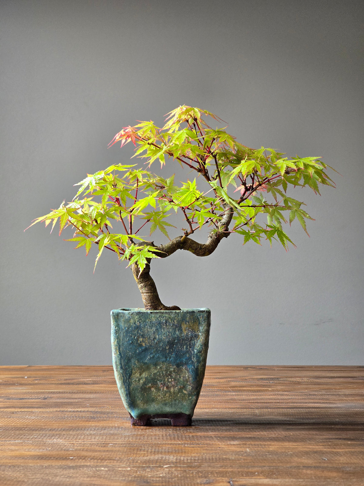 Semi Cascade Coral Bark Japanese Maple with handmade pot