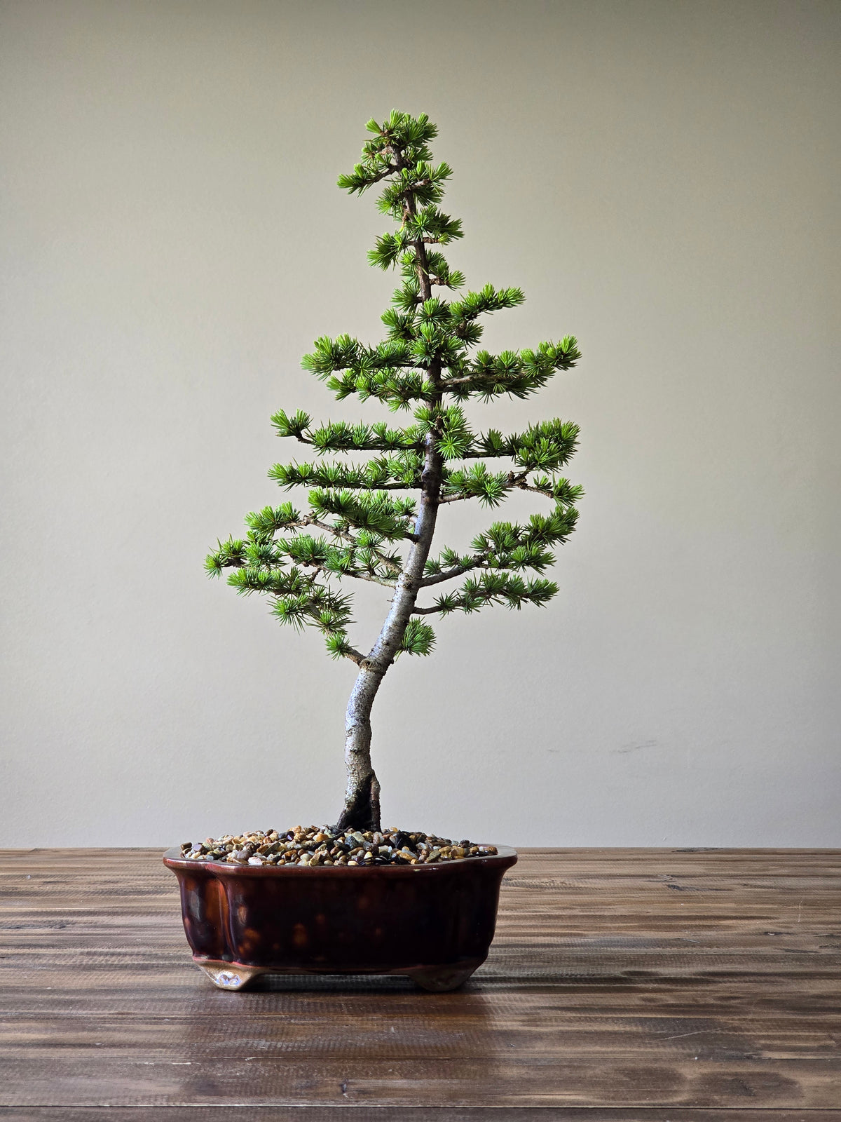 Cedar Bonsai #001