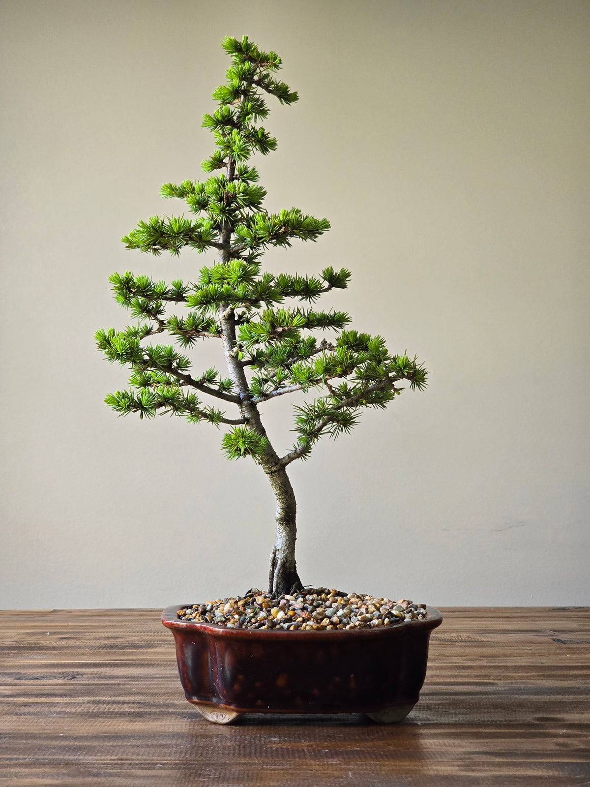 Cedar Bonsai #001