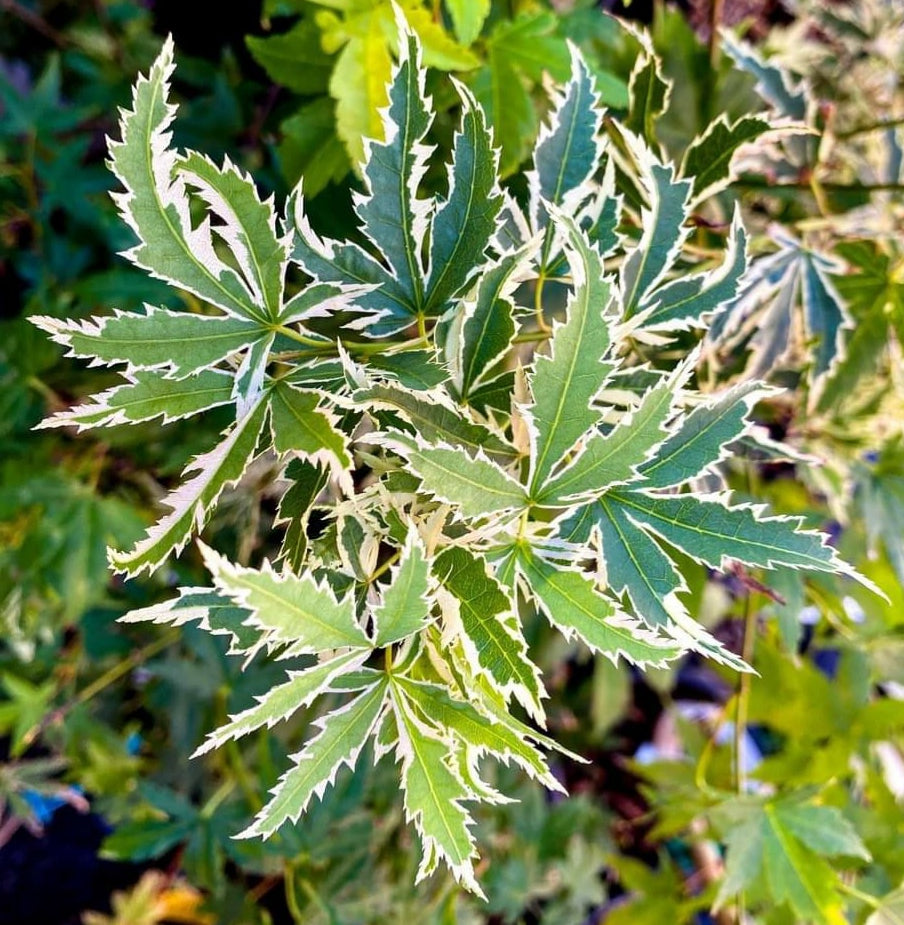 Butterfly Japanese Maple