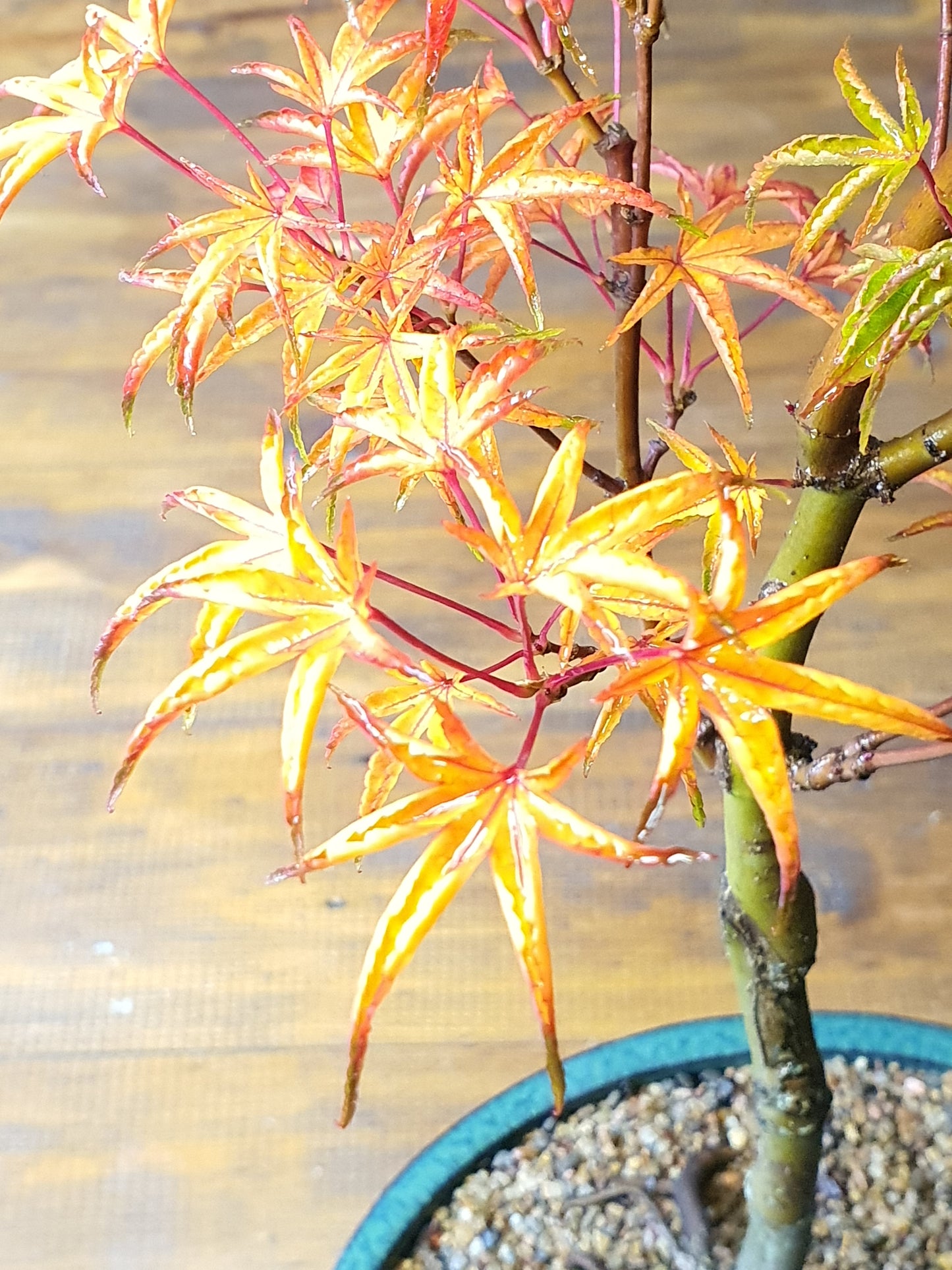 ‘Okushimo’ – Japanese Maple Bonsai