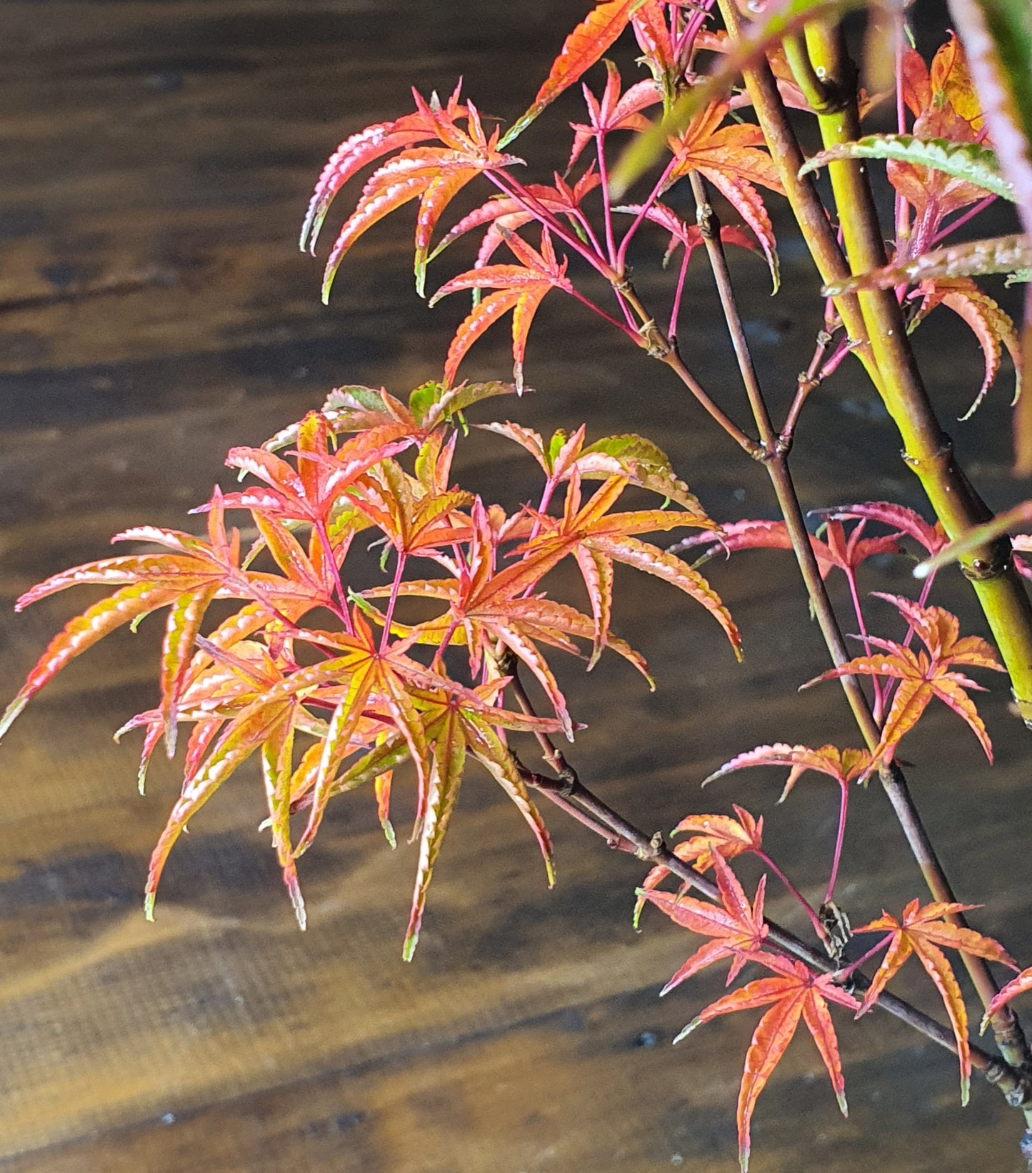 ‘Okushimo’ – Japanese Maple Bonsai