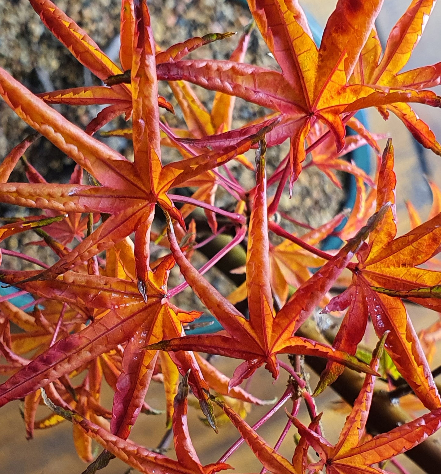 ‘Okushimo’ – Japanese Maple Bonsai