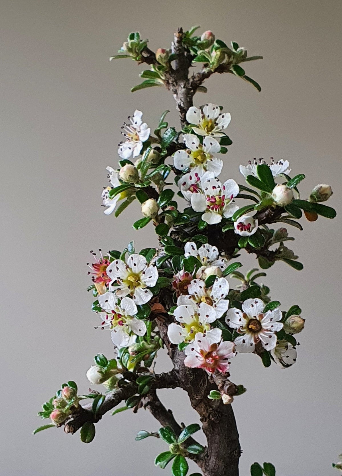 Cotoneaster Bonsai with handmade pot