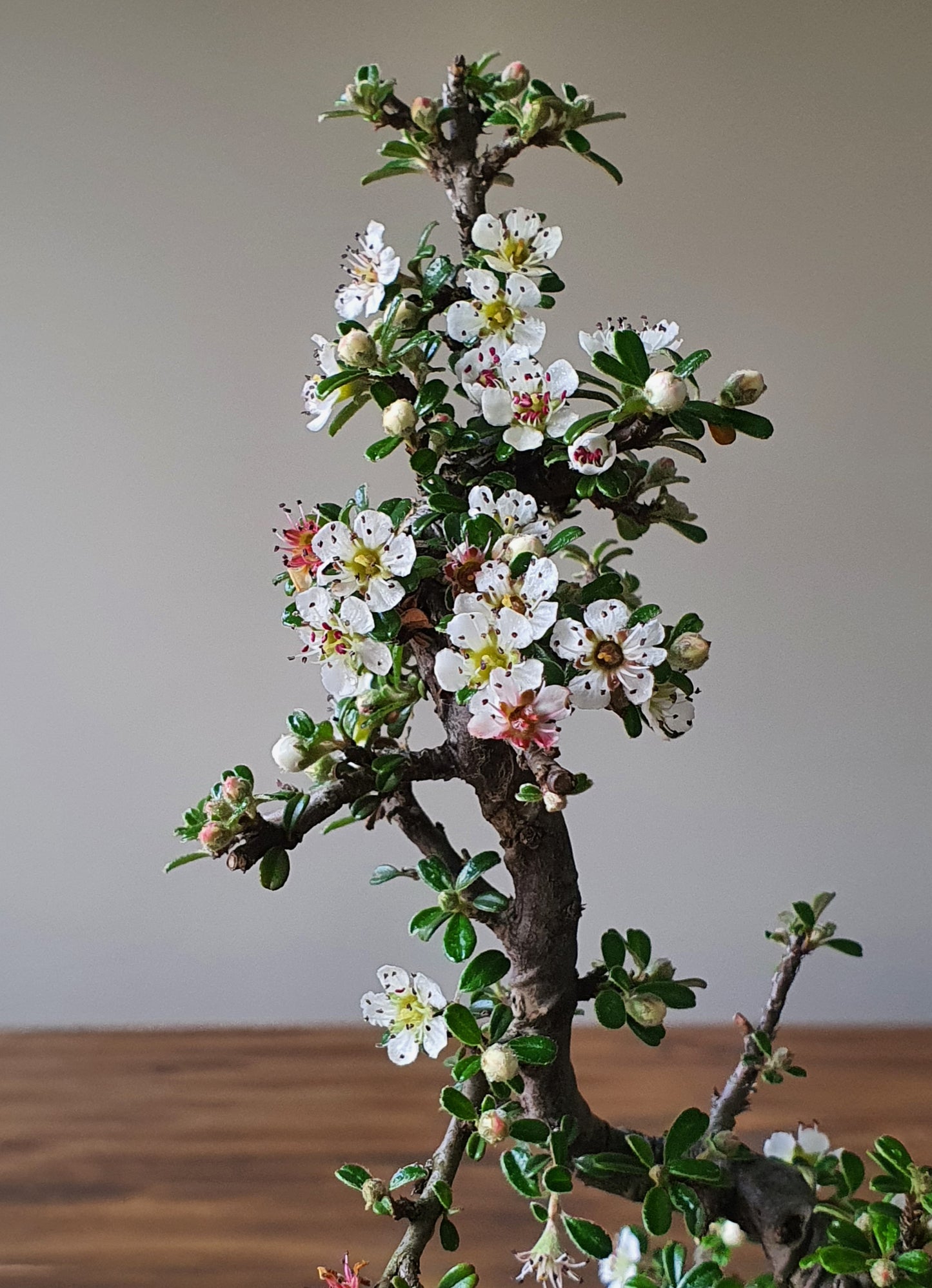 Cotoneaster Bonsai with handmade pot #02
