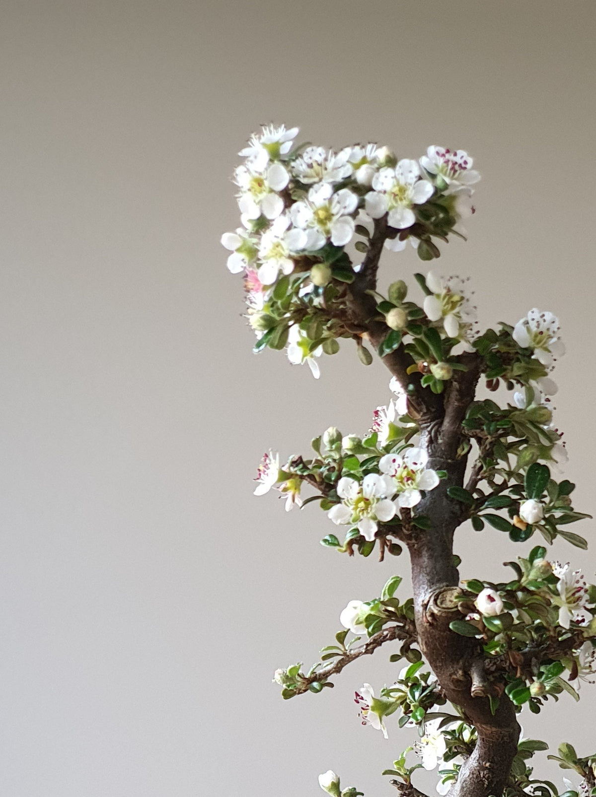 Cotoneaster Bonsai with handmade pot