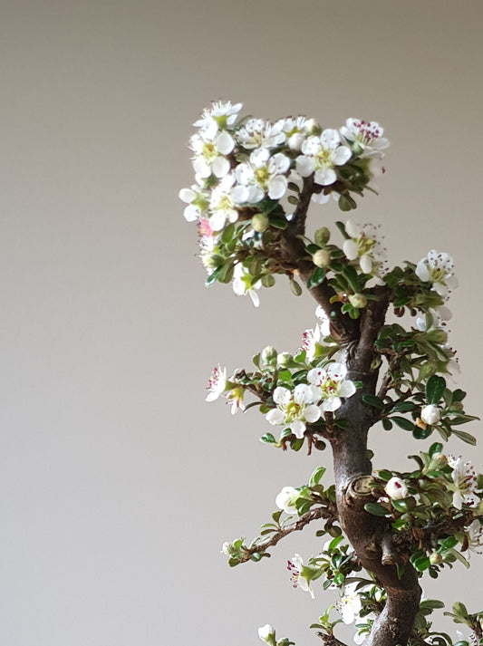 Cotoneaster Bonsai with handmade pot