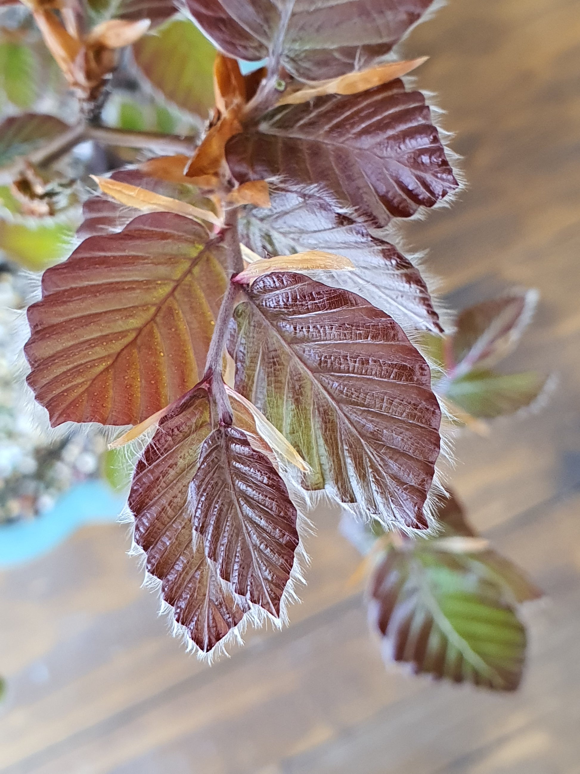copper beech tree bonsai Copper Beech Bonsai