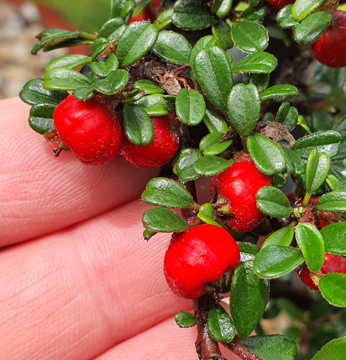 Cotoneaster Bonsai with handmade pot #02